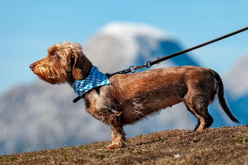 obligation-chien-en-laisse